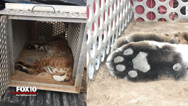 Bobcats prompt lockdown at Boulder Creek High School