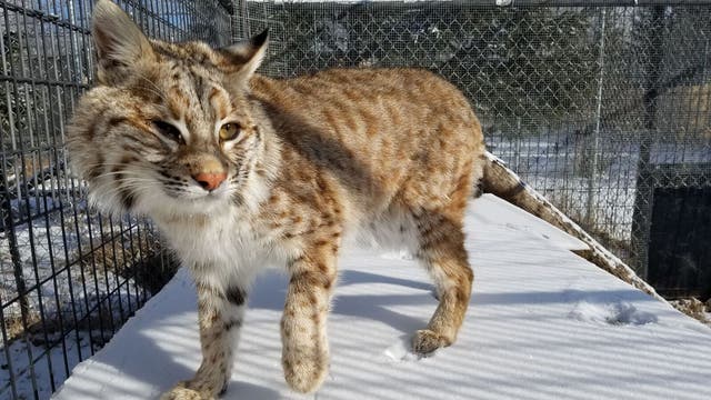 2 bobcats given second chance at life through Wildcat Sanctuary in Sandstone, Minn.