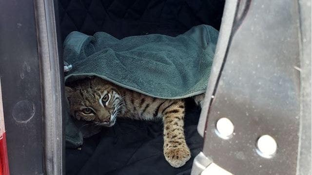 'No one should ever do this:' Colorado driver puts injured bobcat in car next to child