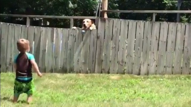 Boy plays fetch with neighbor's dog over backyard fence