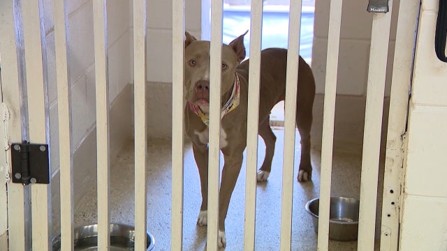 Inmates will be dog-cuddlers on the 4th during fireworks