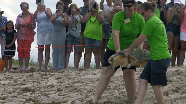 Brevard Zoo releases rescued, rehabilitated turtle back into wild after it consumed plastic