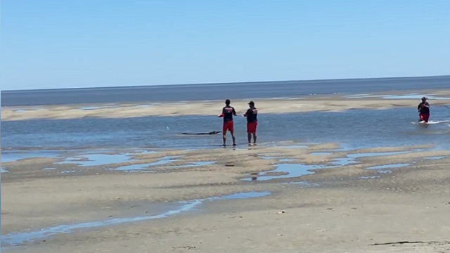 Gator pulled from St. Simons Island beach