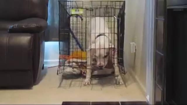 Buster lives up to his name, busts out of crate and outsmarts owners