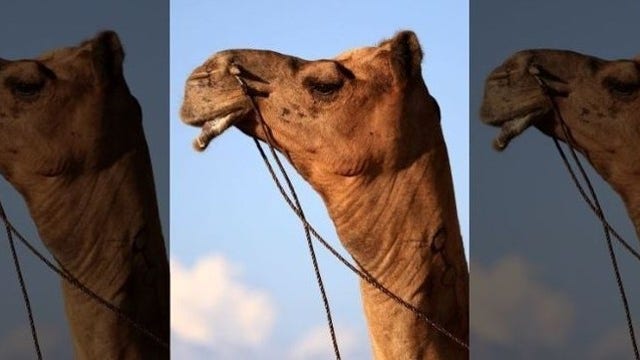 Camel's testicles bitten by woman at Louisiana truck stop petting zoo: authorities
