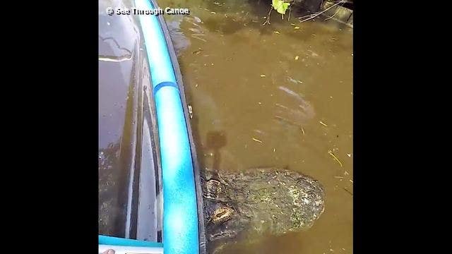 Canoe gets stuck on gator's back