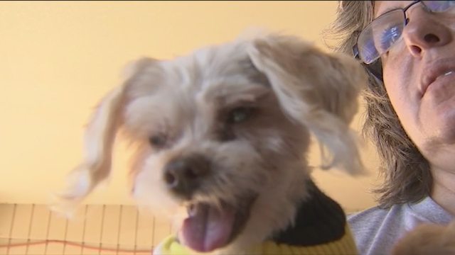 Stolen pet returned nine years after it went missing