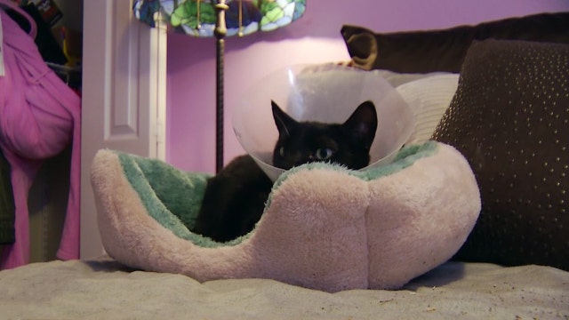 Cat loses leg due to snake bite