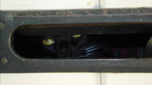 Mail carriers may stop delivering to one home because of its vicious cat