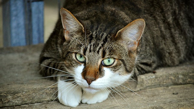 Cat lover's dream job: Care for 55 cats on a beautiful Greek island