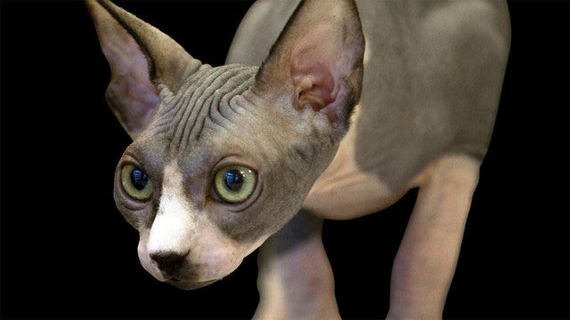 German court orders whisker-free cat castrated