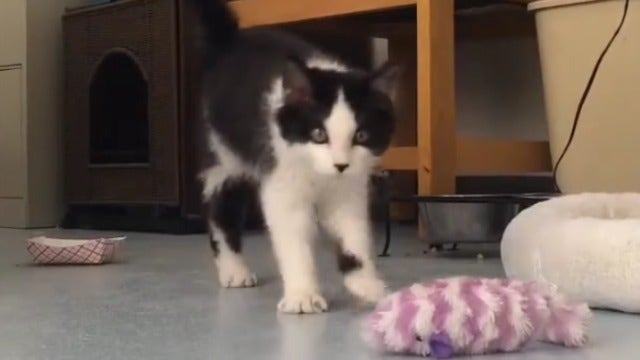 WATCH: Cute Cat Has Wobbly Kitten Syndrome