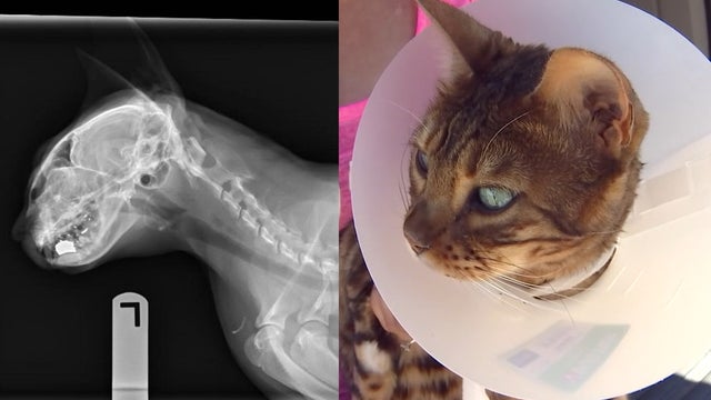 Cat survives shot to the head near Rochester, Minnesota