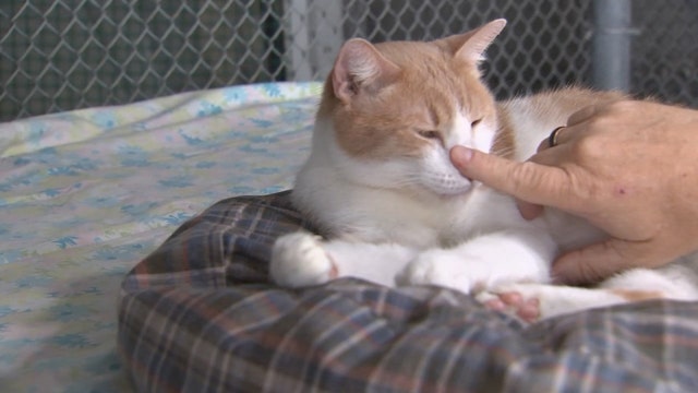 New cat vaccine could help relieve humans' allergic reactions to them