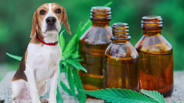 Is CBD oil safe for pets?