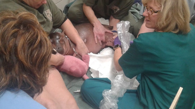 Cincinnati Zoo premature baby hippo gets lifesaving IV