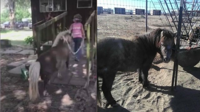 Ranch donates a pony to family of 'Chicken Nugget'