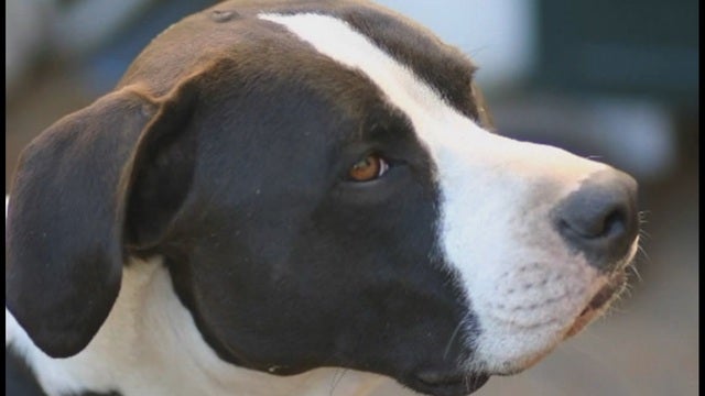 Colorado family gets $262,000 after police kill their dog