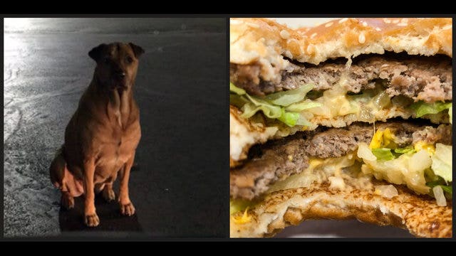 Princess the 'gold-diggin' dog acts like stray to get burgers from McDonald's customers