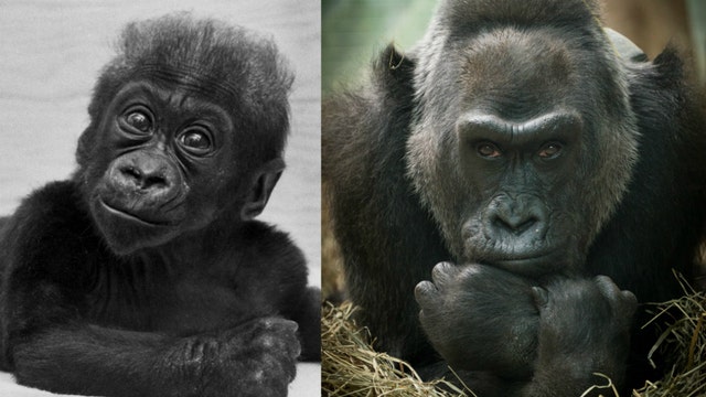 Happy birthday to Colo: Oldest gorilla in US turns 60