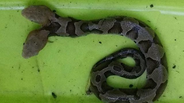 Virginia wildlife officials share 'extremely rare' photos of two-headed copperhead snake