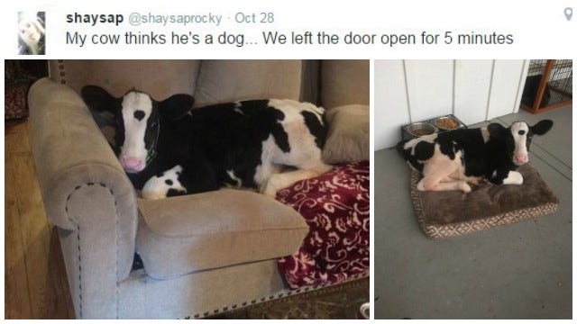Baby Cow 'Goliath' Thinks He's a Dog
