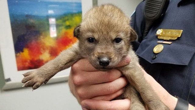 'Cute puppy' brought into police station turns out to be coyote