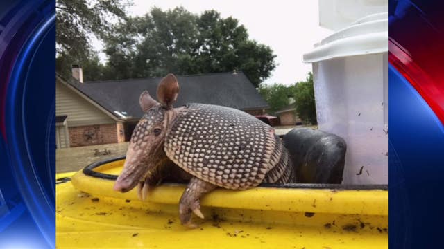 Flood victim saves anxious armadillo from floodwaters