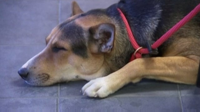 Rescue group looking for a new home for a dog who lost his owner in a murder