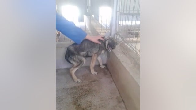 Abused Dog Experiences Kindness and Learns to be Happy Again