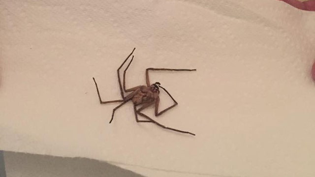 Metro Detroit mom finds Huntsman spider in toddler's room