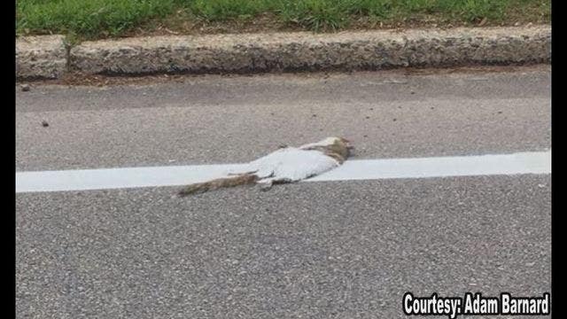 Crews paint over dead squirrel in Plymouth Meeting