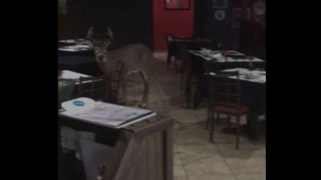 VIDEO: Deer breaks through bar's window, hangs out in River Falls, Wis.