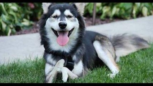 2-year-old husky gets new set of 3-D printed prosthetic paws