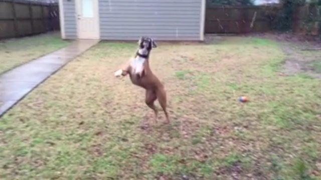 VIDEO: Dog Loves the Snowfall in Georgia