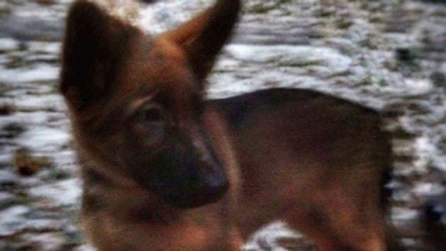 Russia sends puppy to France in tribute to police dog killed in anti-terror raid
