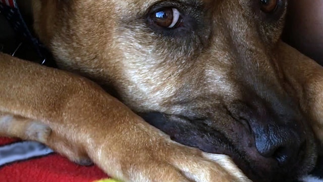 'All are welcome': Florida church hosts dog-friendly service