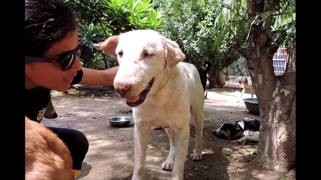 Watch the absolutely heartwarming transformation of this sick dog back to full health