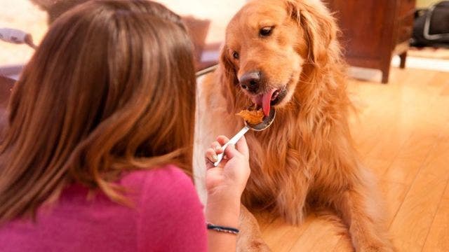 FDA warns against feeding dogs raw meat, peanut butter