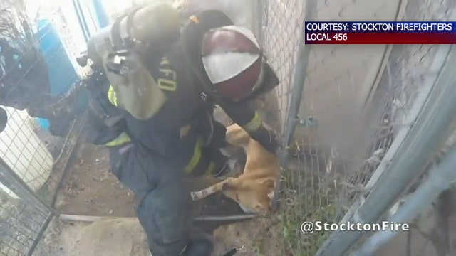 Body cam footage shows firefighters rescue dog