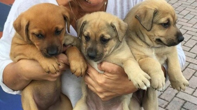 Fire officials rescue puppies trapped in Miami cemetery