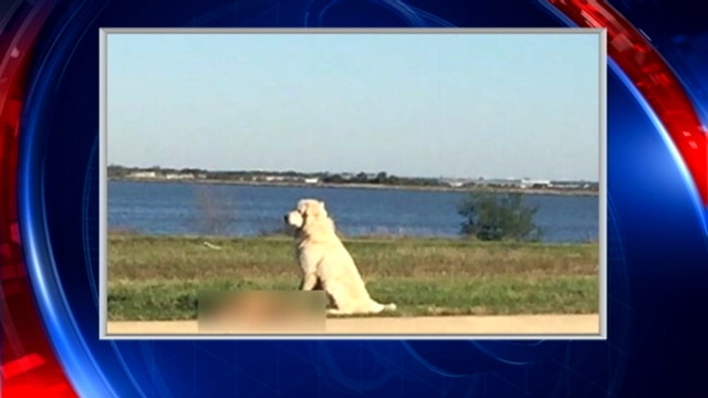 Owner found of Dallas dog standing guard over dead friend