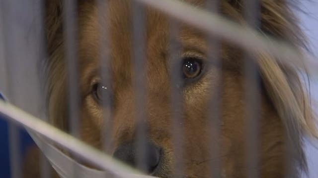 Shelter removes breed from kennel tags