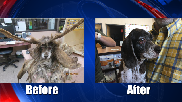 Neglected Cocker Spaniel found at Queen Creek home