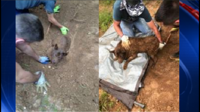 Reward doubled to $10K after dog buried alive in Georgia