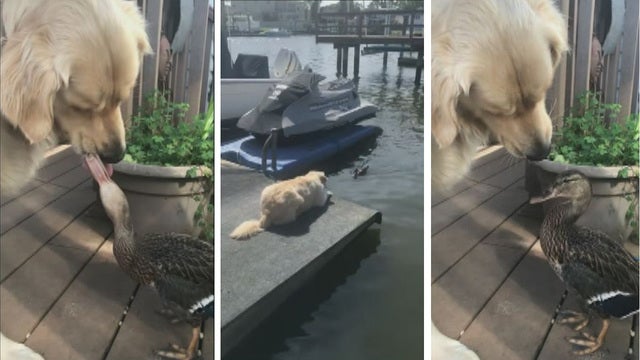 Friends Forever: Dog and duck form unlikely companionship