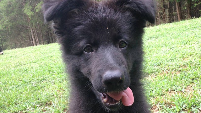 Sheriff cancels dog raffle after negative social media feedback