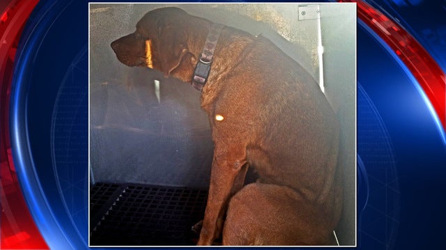 Dog injured after being thrown from minivan dies