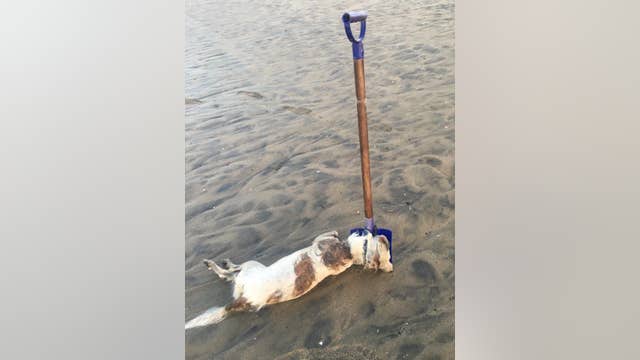 Dog deliberately drowned off Marina Del Rey beach (Graphic photo)