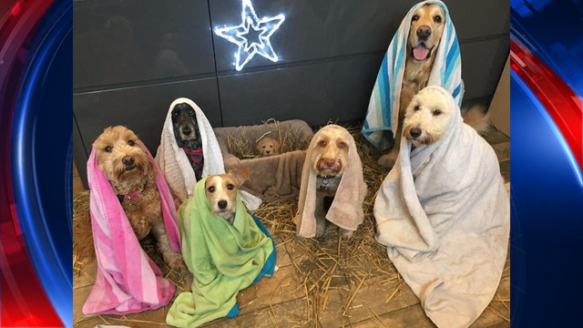 UK dog groomer recreates nativity scene with adorable dogs-- and a puppy in a manger